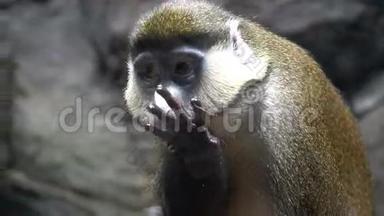 猴子洗澡。 猴子舔他的手。 很有趣很漂亮的猴子